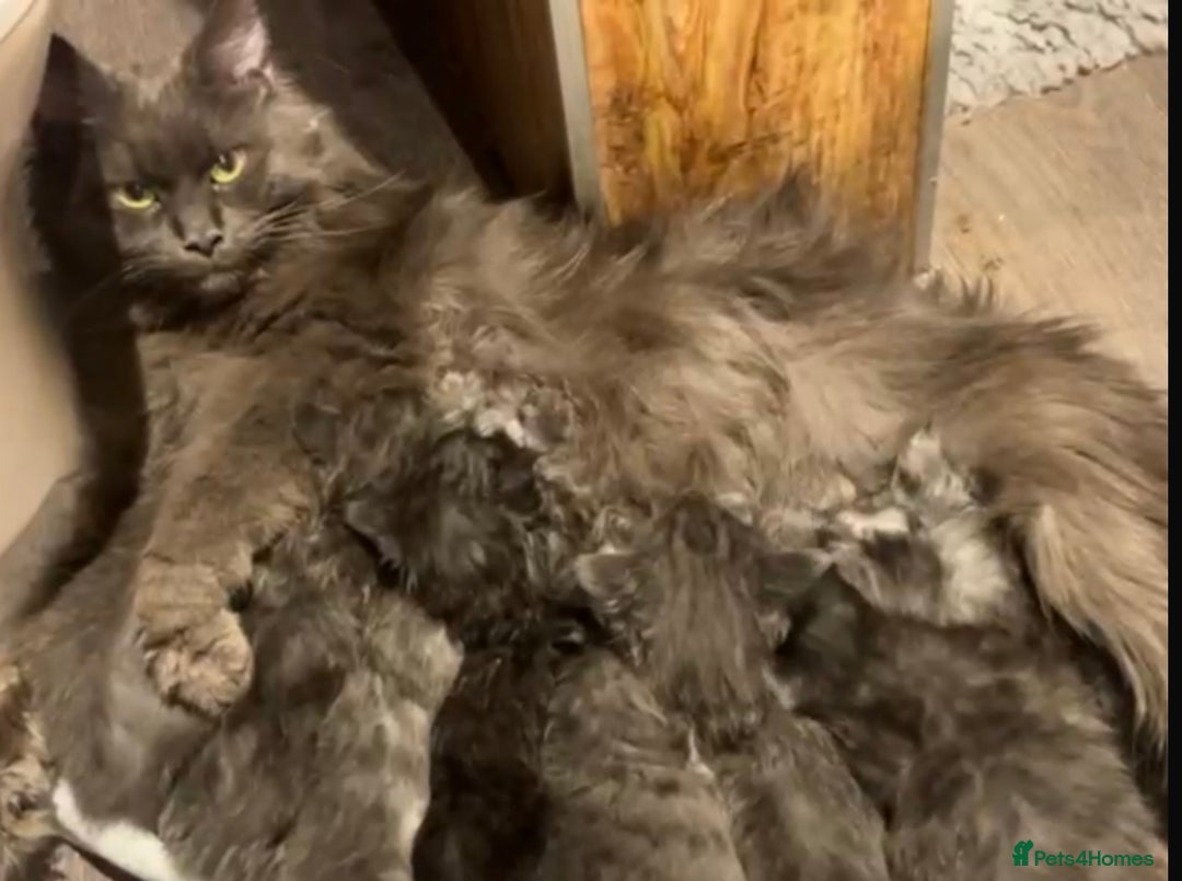 Maine Coon cats for sale: Beautiful Mainecoons blue smoke and black smoke  - Advert 15