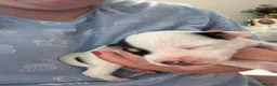 Mixed Breed dogs for sale: 9 stunning puppies looking for there loved home  - Advert 11