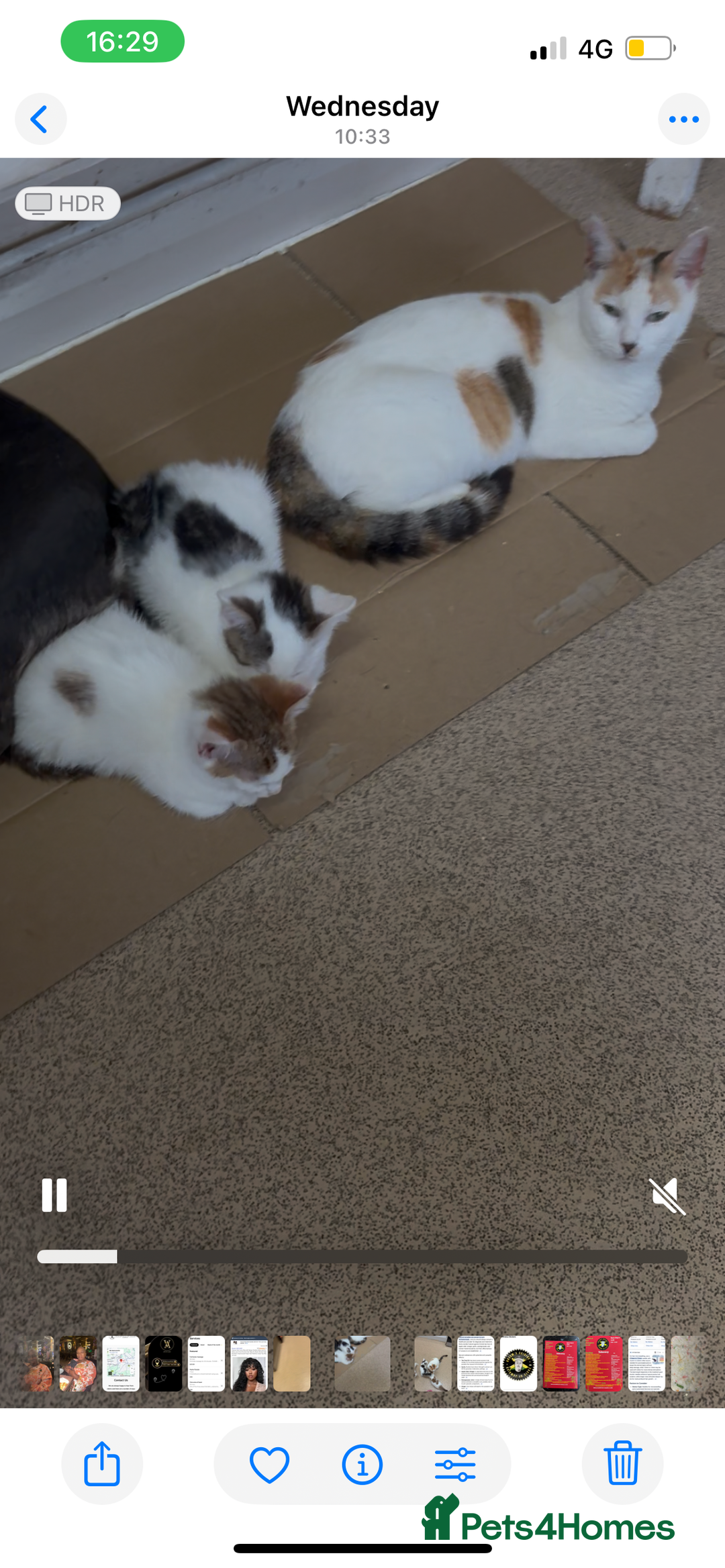 Maine Coon cats for sale: Kittens for sale  - Image 4