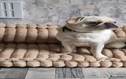Pug dogs for sale: Female pug for sale - Image 3