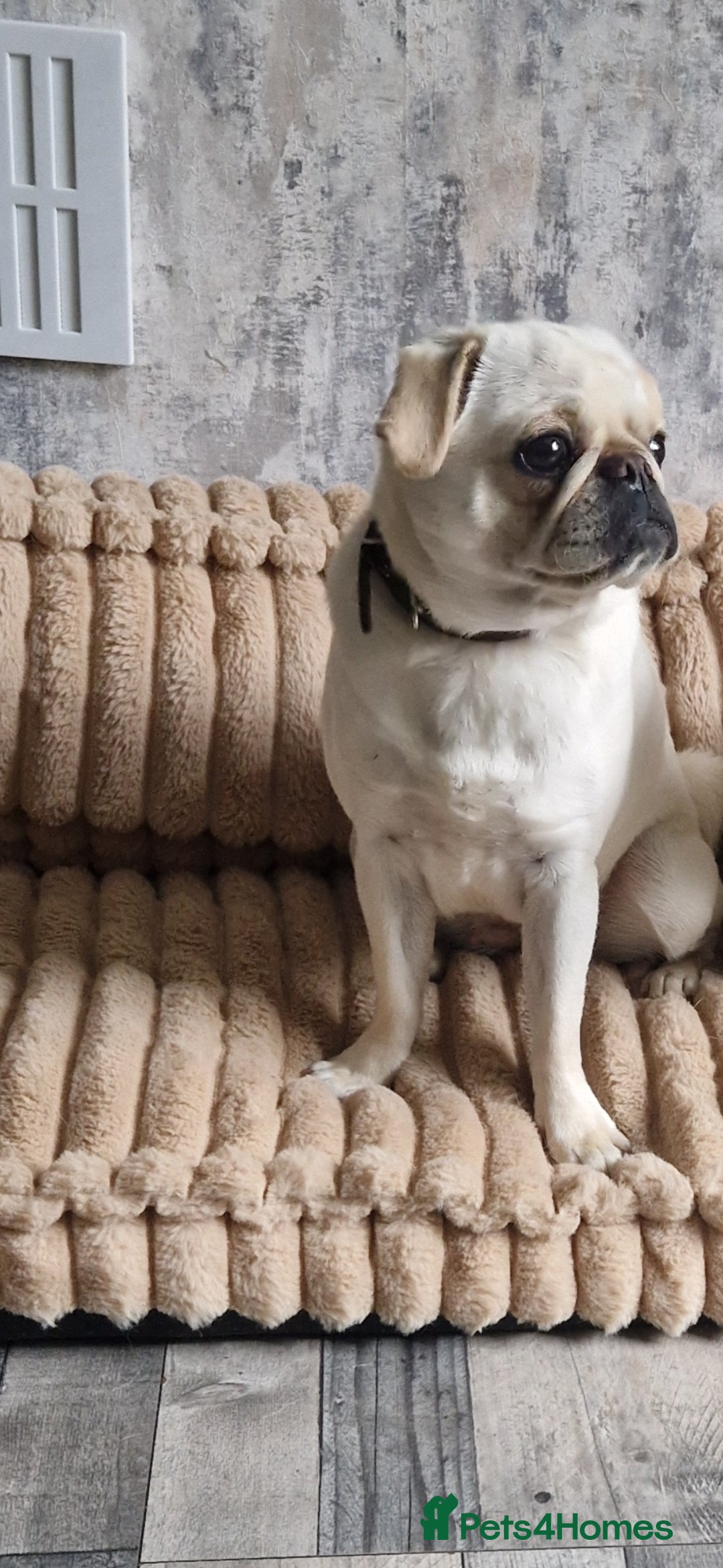 Pug dogs for sale: Female pug for sale - Image 3