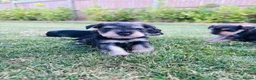 Miniature Schnauzer dogs for sale: Stunning litter of miniature schnauzers 🐶  in Sheerness - Advert 10