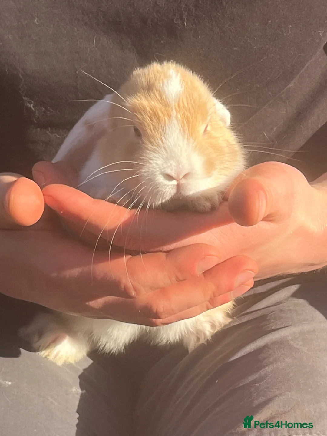 Mini Lion Lop rabbits for sale: Mini lop x lion head  - Advert 1