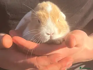 Mini Lion Lop rabbits Mini lop x lion head - Advert 1