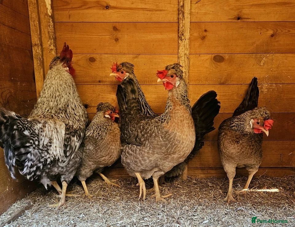 Chickens poultry Crested Cream Legbar BLUE EGGS hatching fertilised - Advert 2