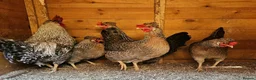 Chickens poultry for sale: Crested Cream Legbar BLUE EGGS hatching fertilised - Advert 2