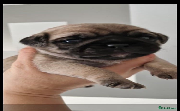 Mixed Breed dogs - Advert 1