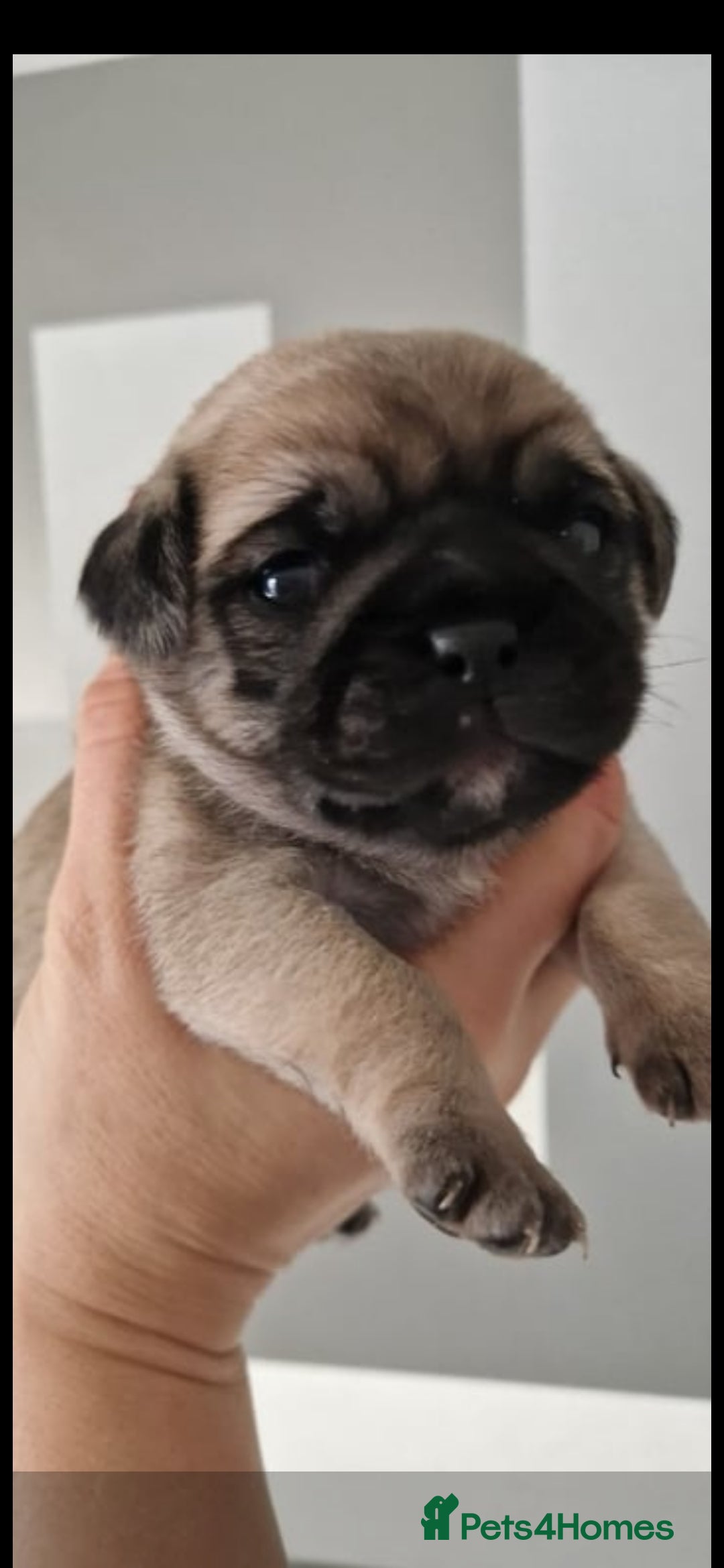 Mixed Breed dogs for sale: Beautiful 2nd generation pugalier pug babys  - Image 6