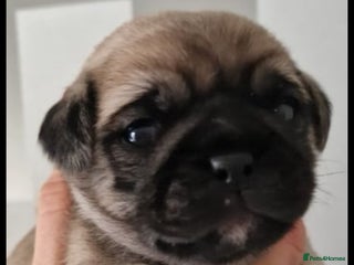 Mixed Breed dogs - Advert 6