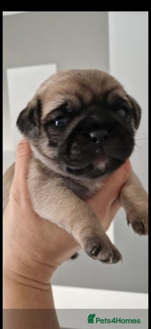 Mixed Breed dogs - Advert 1