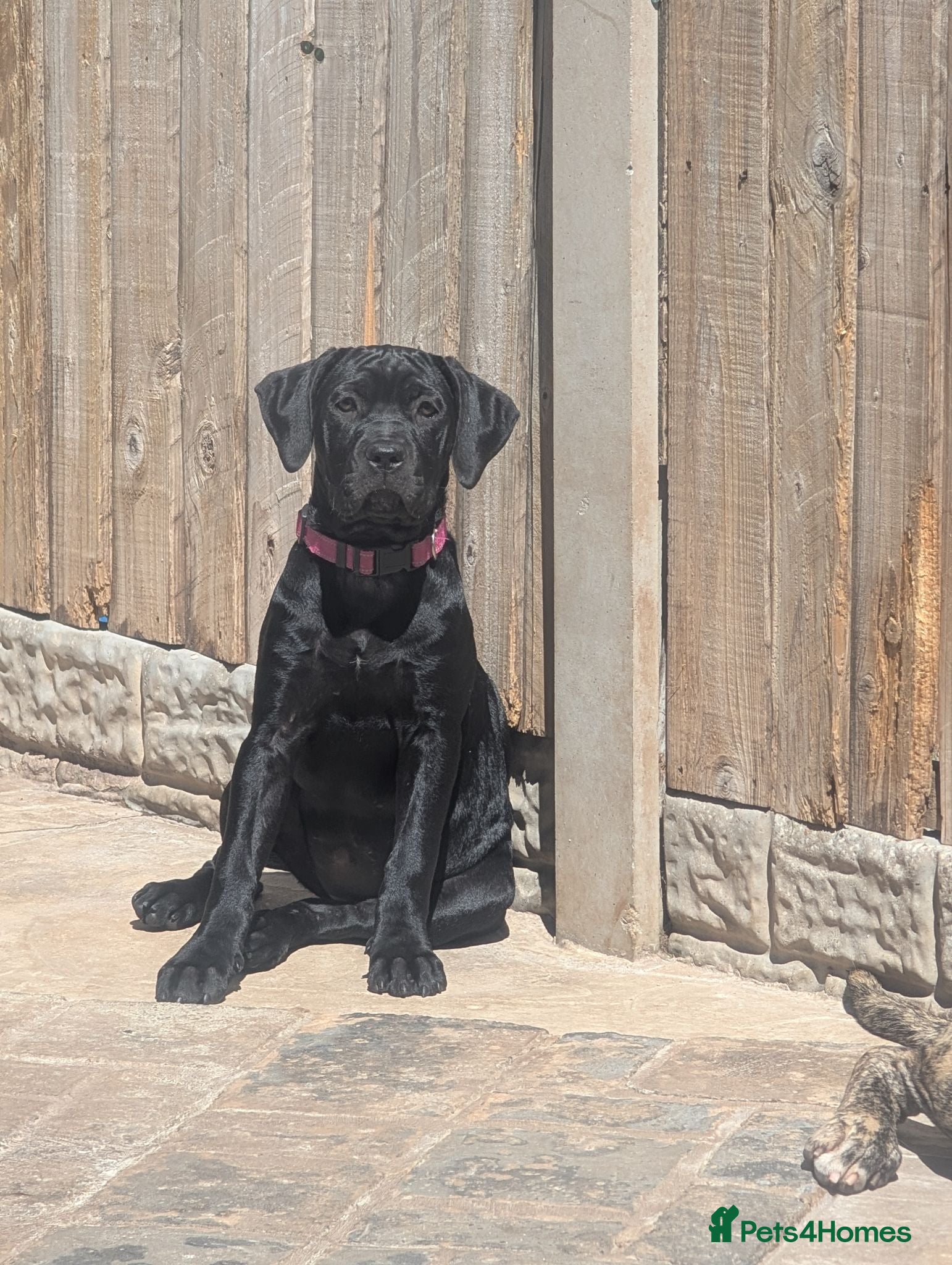 Cane Corso dogs Black female cane corso puppy  - Advert 2