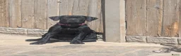 Cane Corso dogs for sale: Black female cane corso puppy  - Advert 2