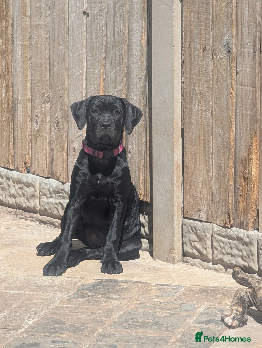 Cane Corso dogs for sale: Black female cane corso puppy  - Advert 2