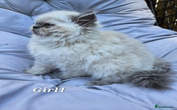 Persian cats for sale: PERSIAN HIMALAYAN Kittens for Sale!   - Image 20