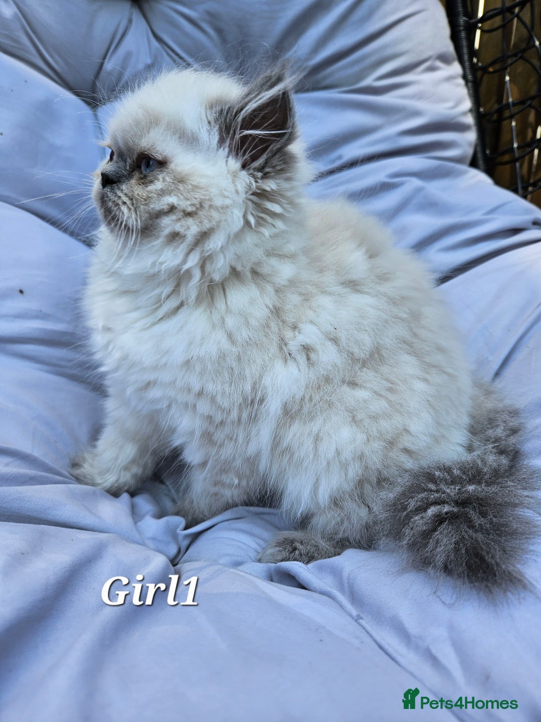 Persian cats for sale: PERSIAN HIMALAYAN Kittens for Sale!   - Image 20