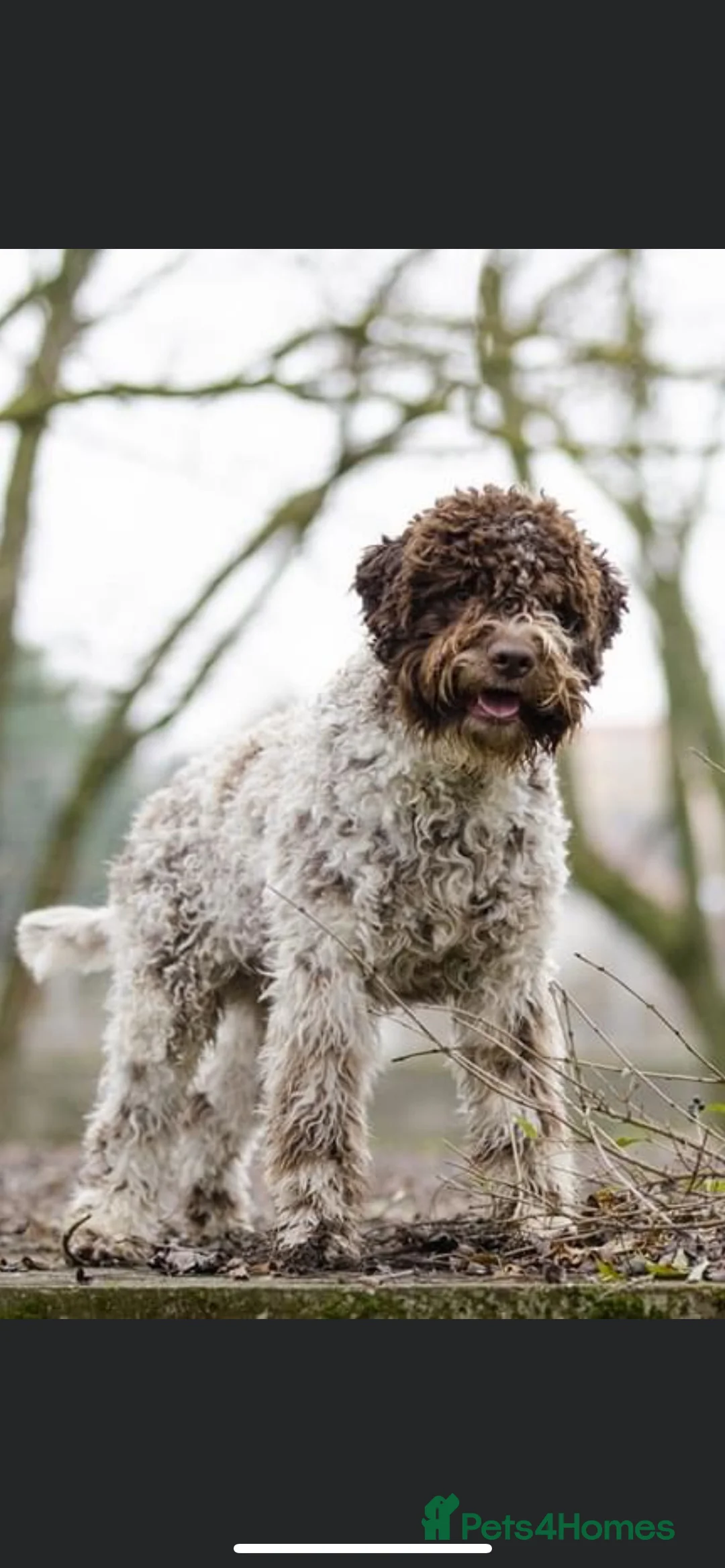 Lagotto Romagnolo dogs for stud: Fantastic Lagotto Gino - Advert 2