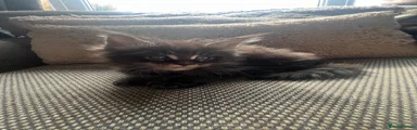 Maine Coon 1