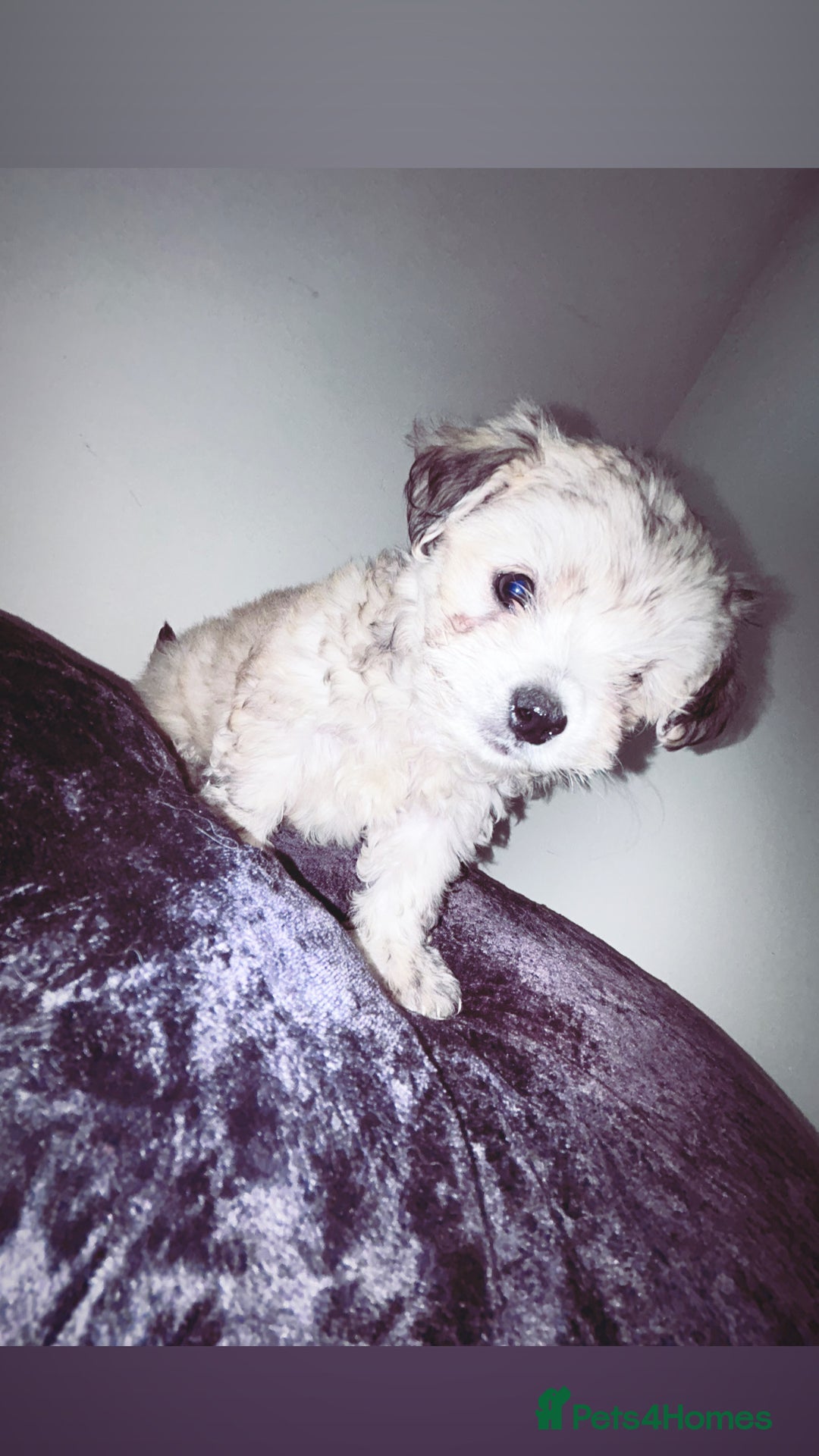 Malshi dogs for sale: Malshi puppy’s  - Image 4