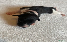 Whippet dogs for sale: 6 Stunning KC Pedigree Whippet Puppies - Image 5
