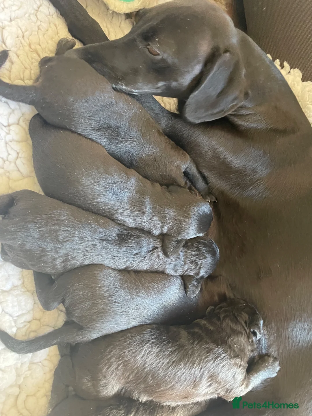 Bedlington Terrier dogs for sale: 3/4 Bedlington 1/4 whippet - Advert 2