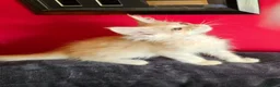 Maine Coon cats for sale: 2 stunning Mainecoon kittens  - Advert 9