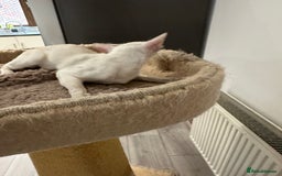 Siamese cats for sale: Lovely Siamese Lilac Point - Active Register - Image 2