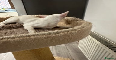 Siamese cats - Advert 6