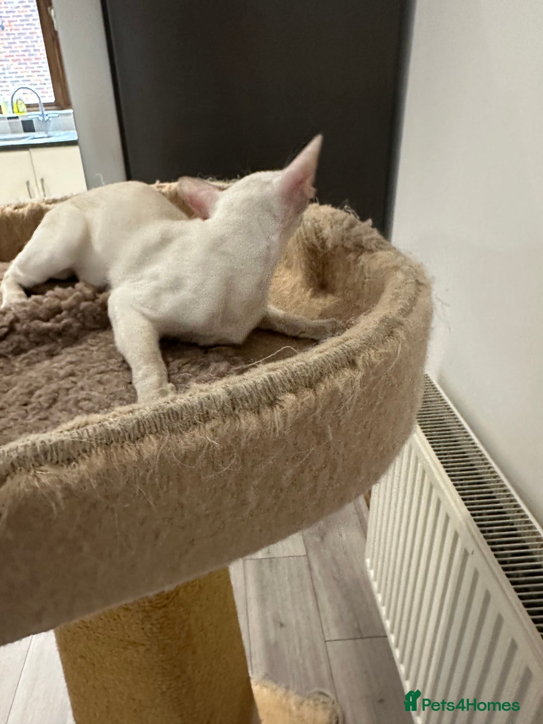 Siamese cats for sale: Lovely Siamese Lilac Point - Active Register - Image 2