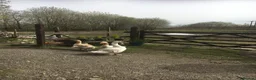German Shepherd dogs for sale: Strong beautiful playful puppies  - Advert 17