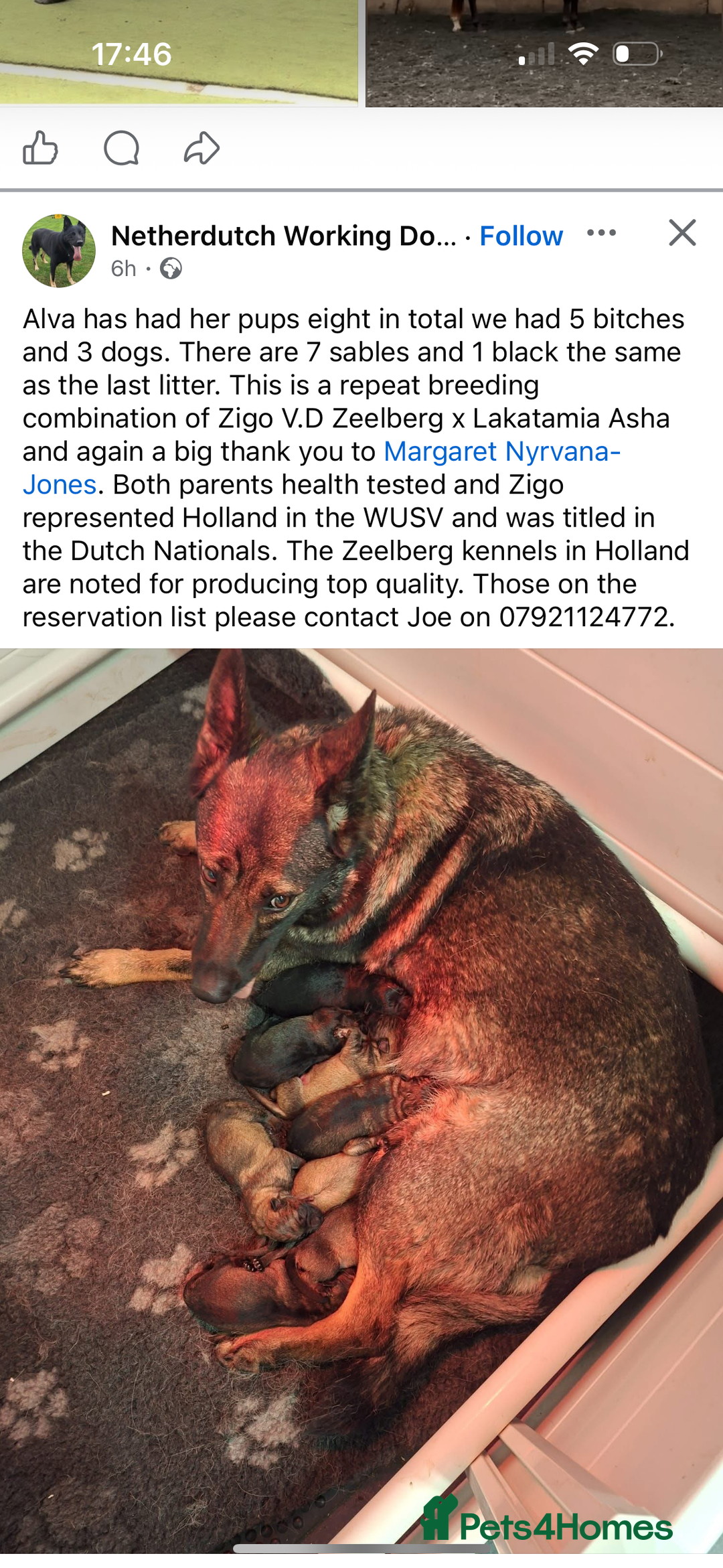 Mixed Breed dogs for sale: Hshehdbxhejdbdbd dhdhdbdhhdbdndjjdbdbdhdhdhhdhdhhd - Advert 3