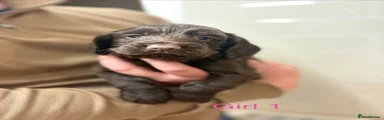 Cocker Spaniel 3