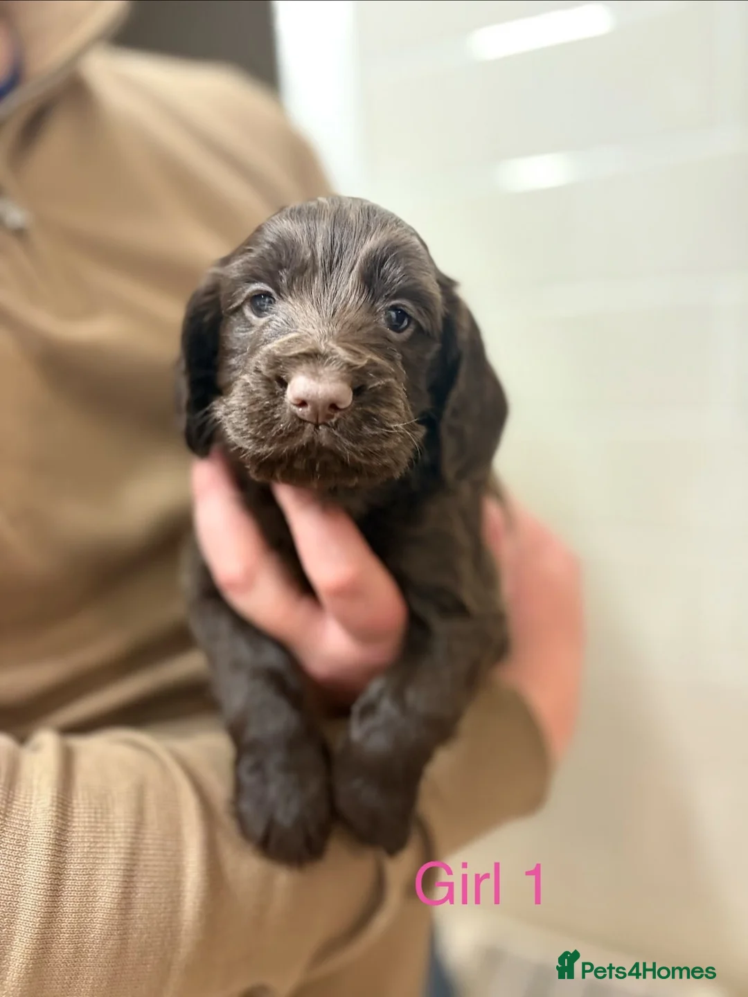 Cocker Spaniel dogs for sale: Beautiful cocker spaniel pups - Advert 2