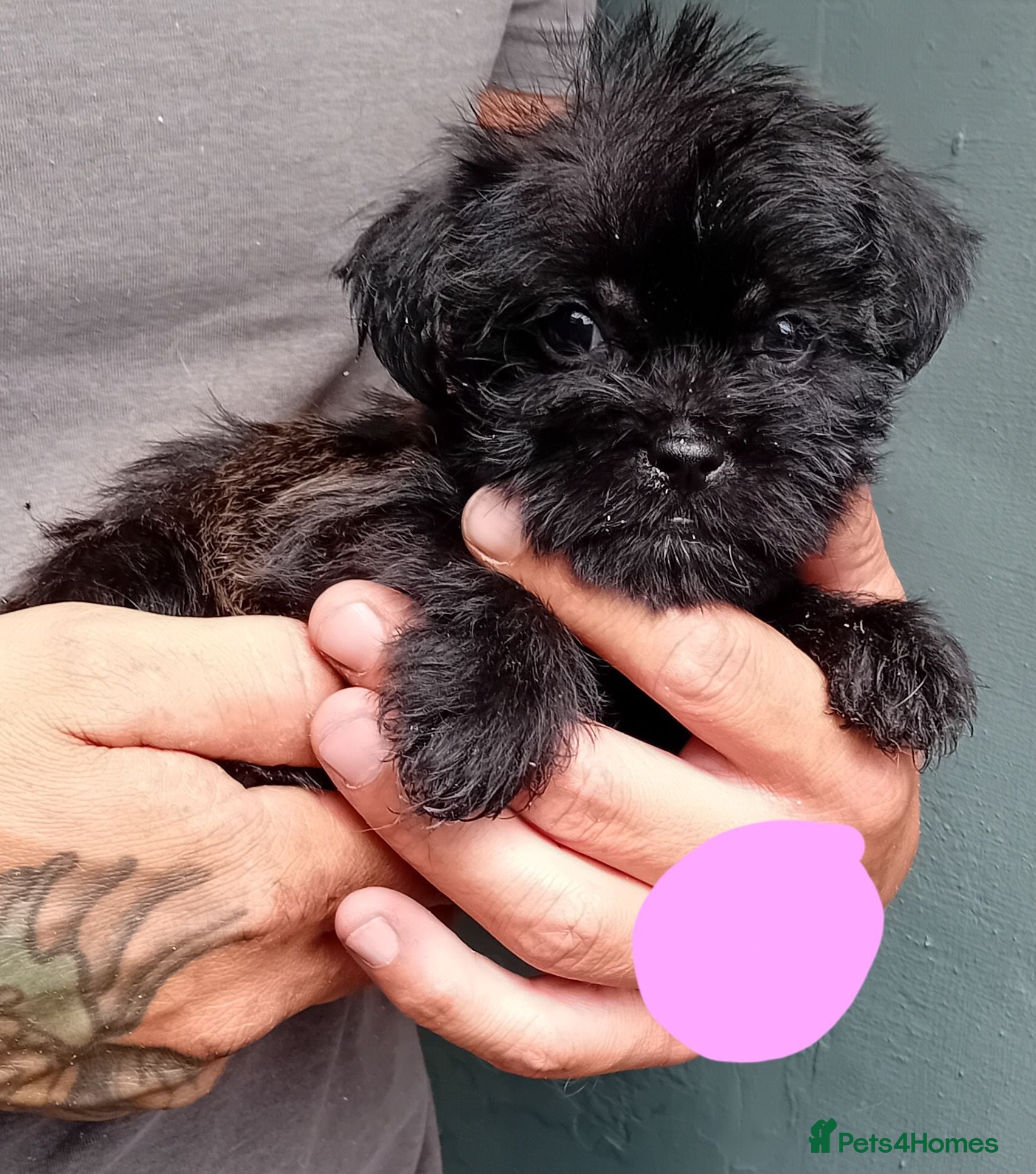 Shihpoo dogs The tiniest puppies available READY NOW  - Advert 1