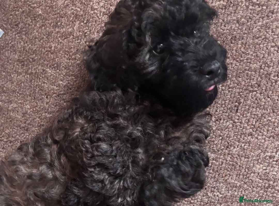 Yorkiepoo dogs for sale: Beautiful yorkipoo puppies - Image 35