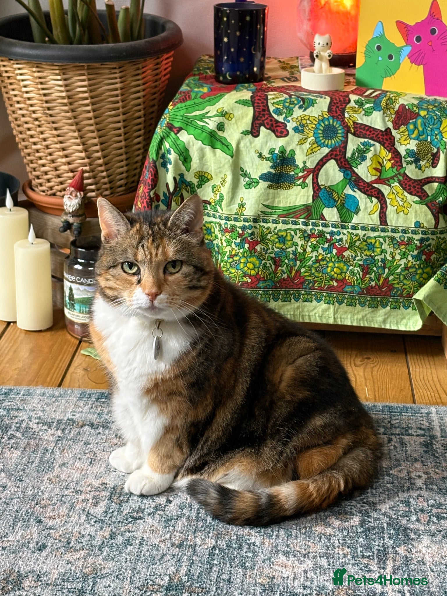 Domestic Shorthair cats Beautiful Amber - Advert 1