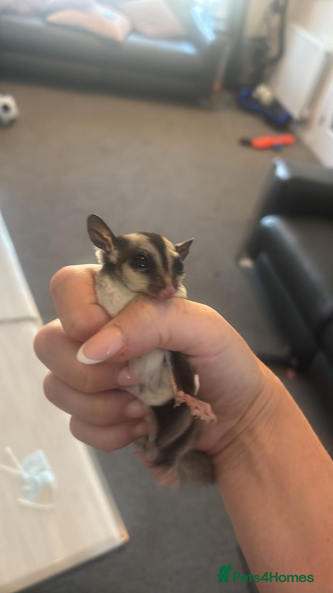 Sugar Glider rodents for sale: Breeding pair sugar gliders  - Advert 6