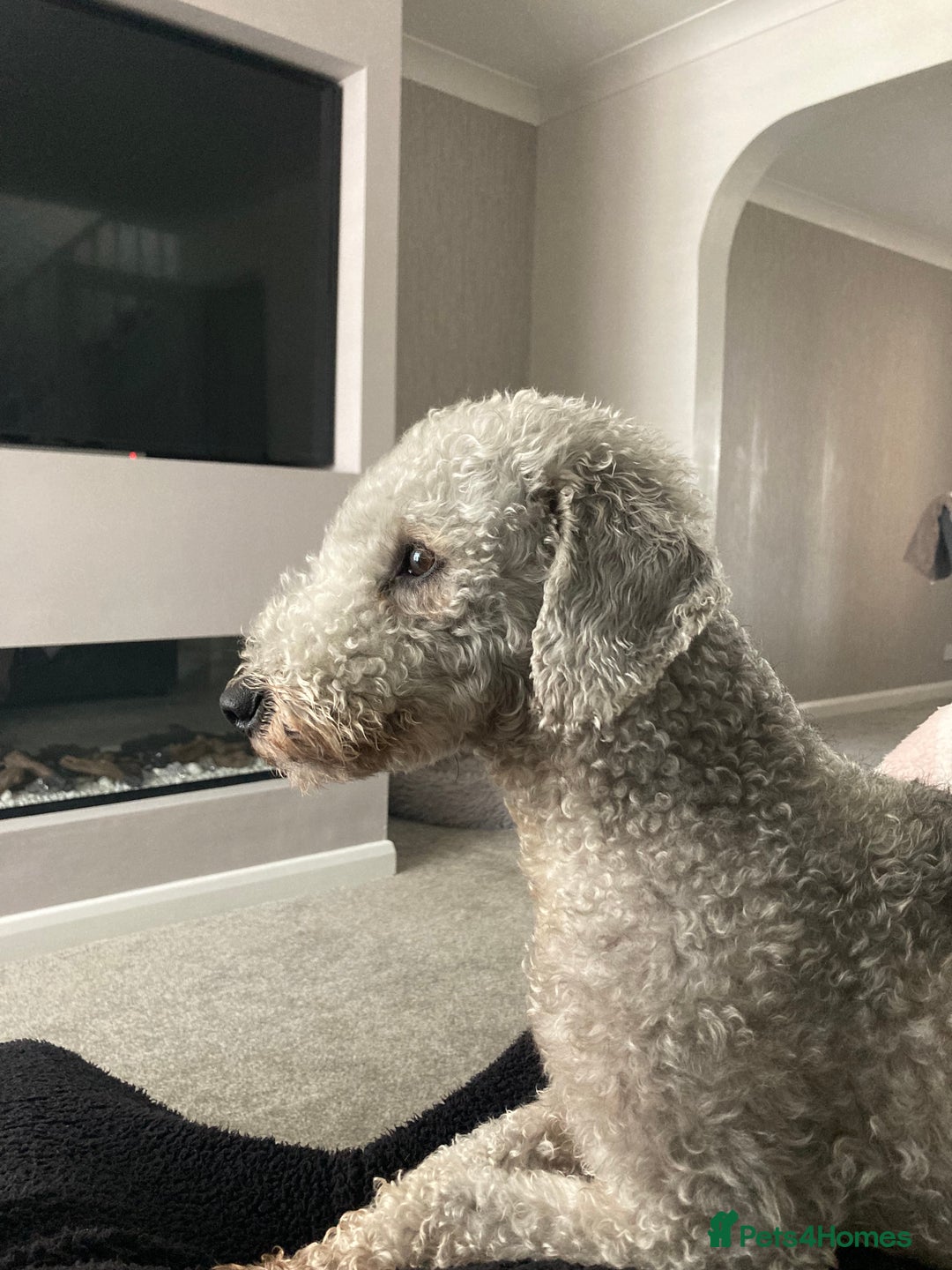 Bedlington Terrier dogs for stud: KC Registered Bedlington Terrier Stud in Ferryhill - Image 5