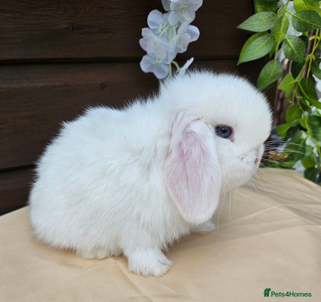 Mini Lop rabbits for sale: Stunning Blue eyed White Mini lop Buck - Image 4