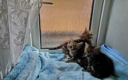 Mixed Breed cats for sale: Beautiful Male kittens VIDEOS - Image 25