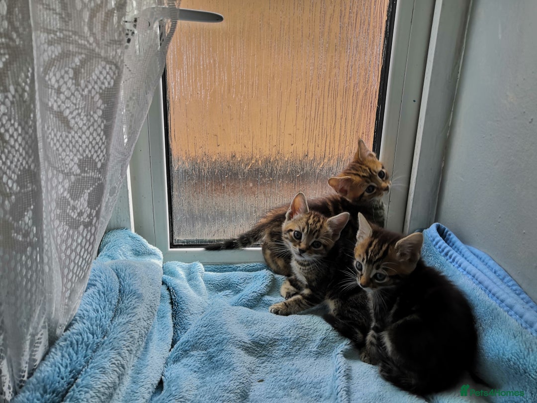 Mixed Breed cats for sale: Beautiful Male kittens VIDEOS - Image 25