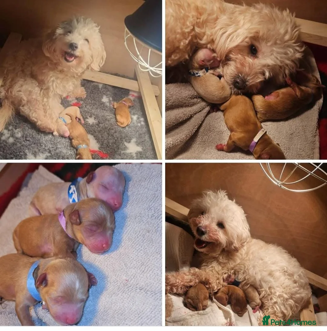 Maltipoo dogs for sale: Teddybear Maltipoo - Advert 4