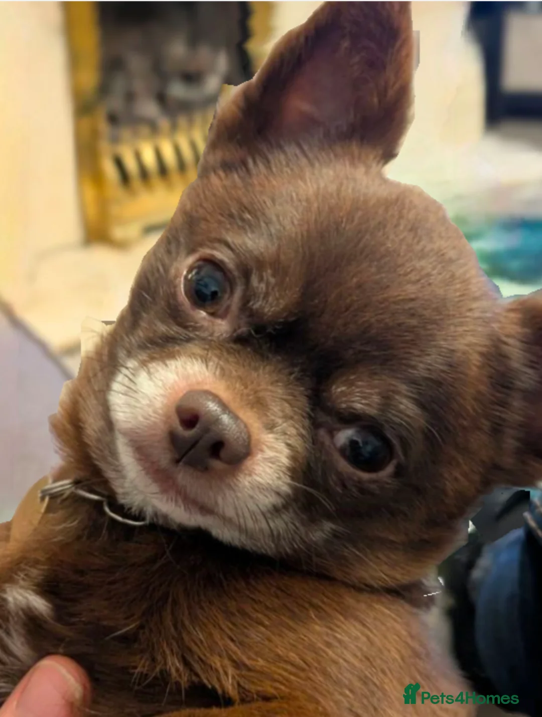 Chihuahua dogs for stud: FREDERICK VON LOVEHUNTER KC Champion heritage Stud in Chorley - Advert 7