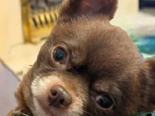 Chihuahua dogs FREDERICK VON LOVEHUNTER KC Champion heritage Stud - Advert 8