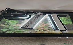 Frog reptiles for sale: Red Eye Tree Frogs x 2 plus full Terrarium set-up - Image 5