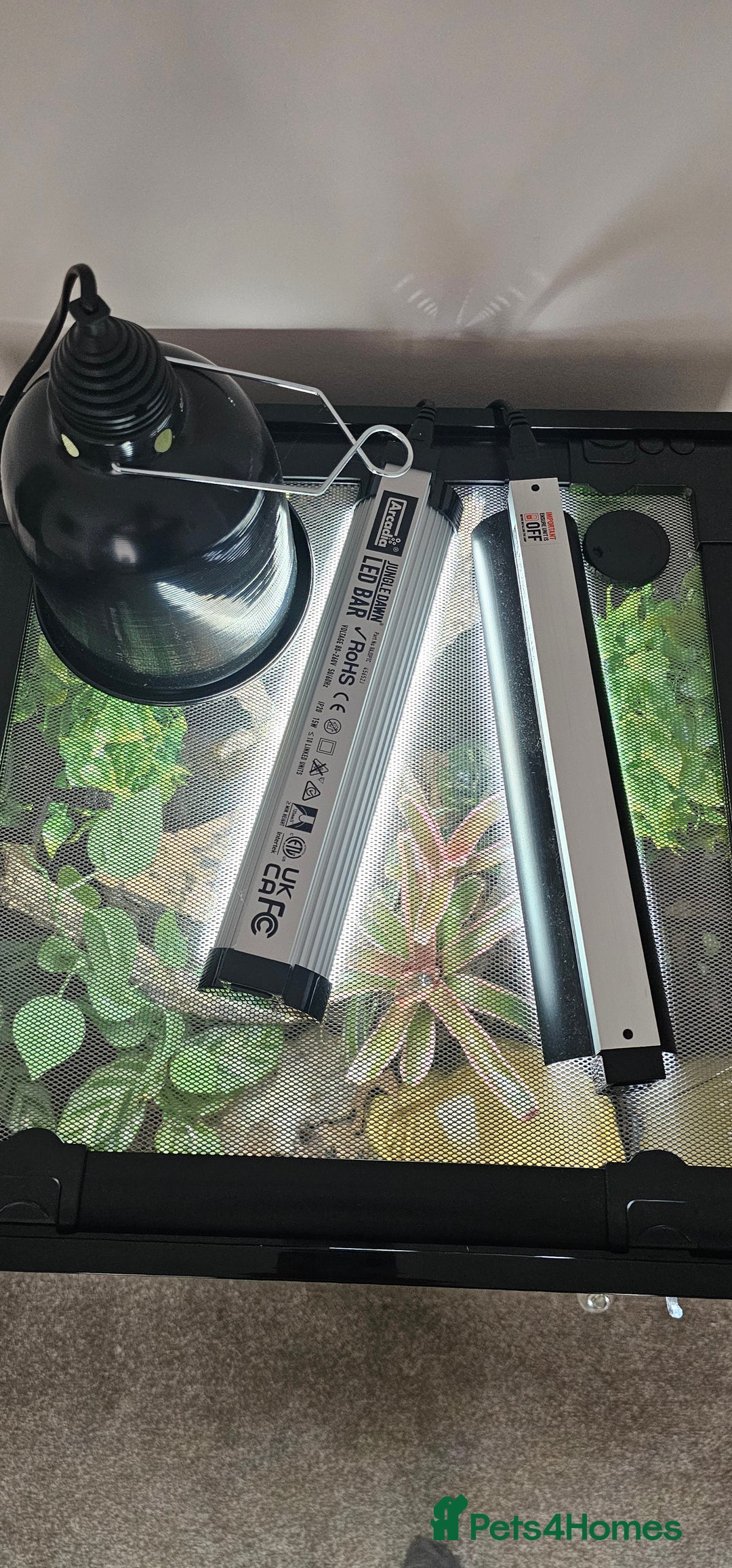 Frog reptiles for sale: Red Eye Tree Frogs x 2 plus full Terrarium set-up - Image 5