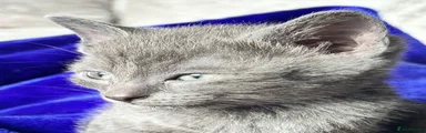 British Shorthair 1