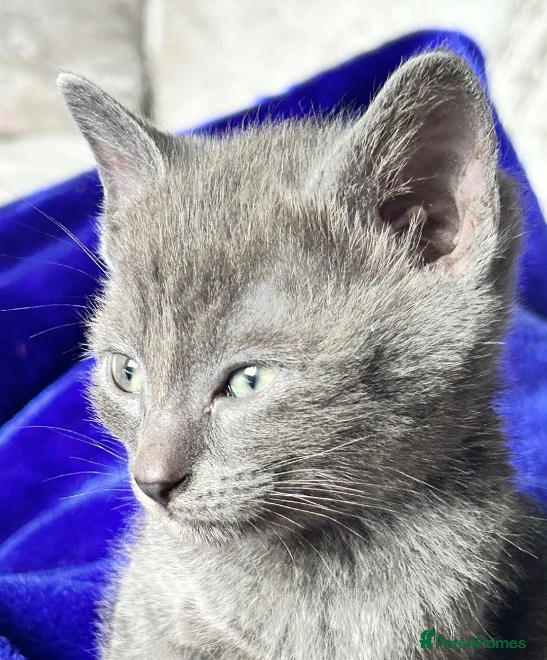 British Shorthair cats for sale: Beautiful British Shorthair & Siamese Kittens  - Advert 5