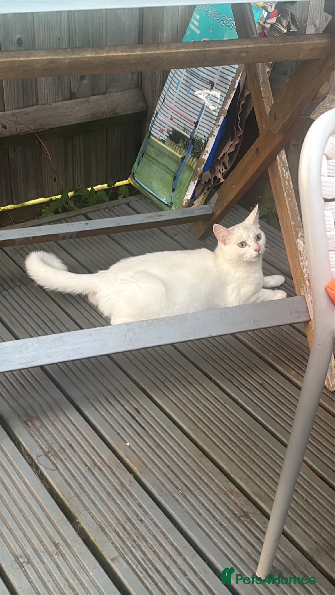 Mixed Breed cats Gorgeous kittens  - Advert 4
