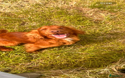 Cocker Spaniel dogs for sale: KC working cocker spaniel  - Image 4