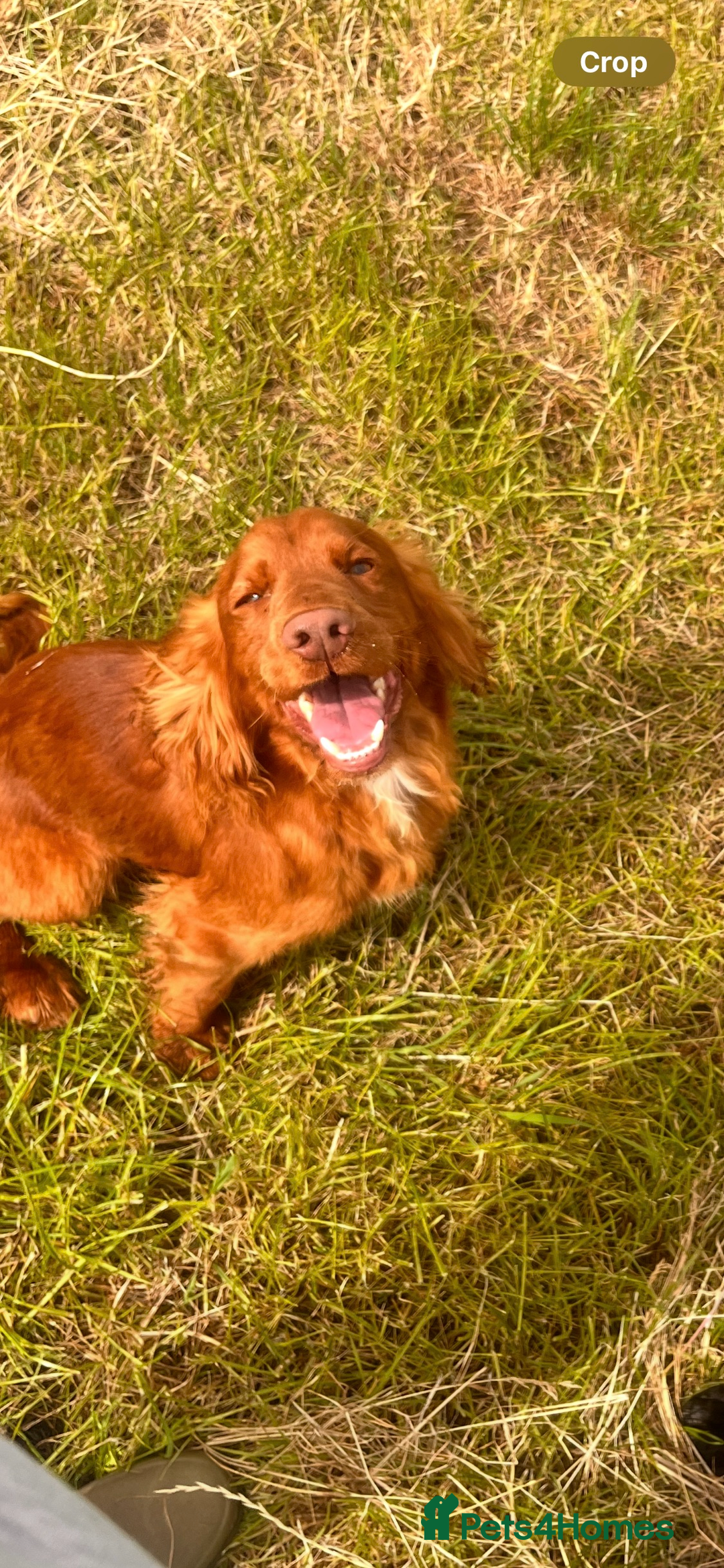 Cocker Spaniel dogs for sale: KC working cocker spaniel  - Image 4